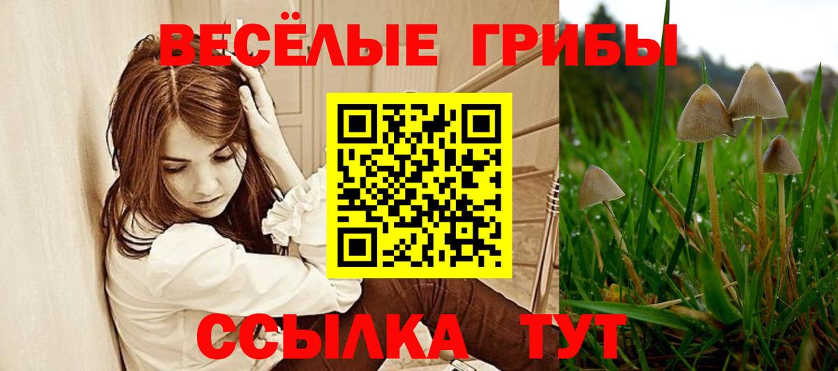 Галлюциногенные грибы Psilocybine cubensis Нальчик